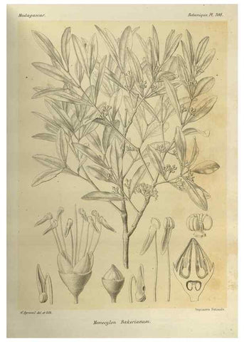 Reproducción/Reproduction 49786392452: Histoire physique, naturelle, et politique de Madagascar. Paris :Impr. nationale,1885-. 
