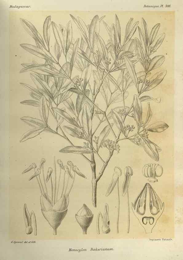 Reproducción/Reproduction 49786392452: Histoire physique, naturelle, et politique de Madagascar. Paris :Impr. nationale,1885-. 