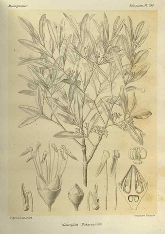 Reproducción/Reproduction 49786392452: Histoire physique, naturelle, et politique de Madagascar. Paris :Impr. nationale,1885-. 