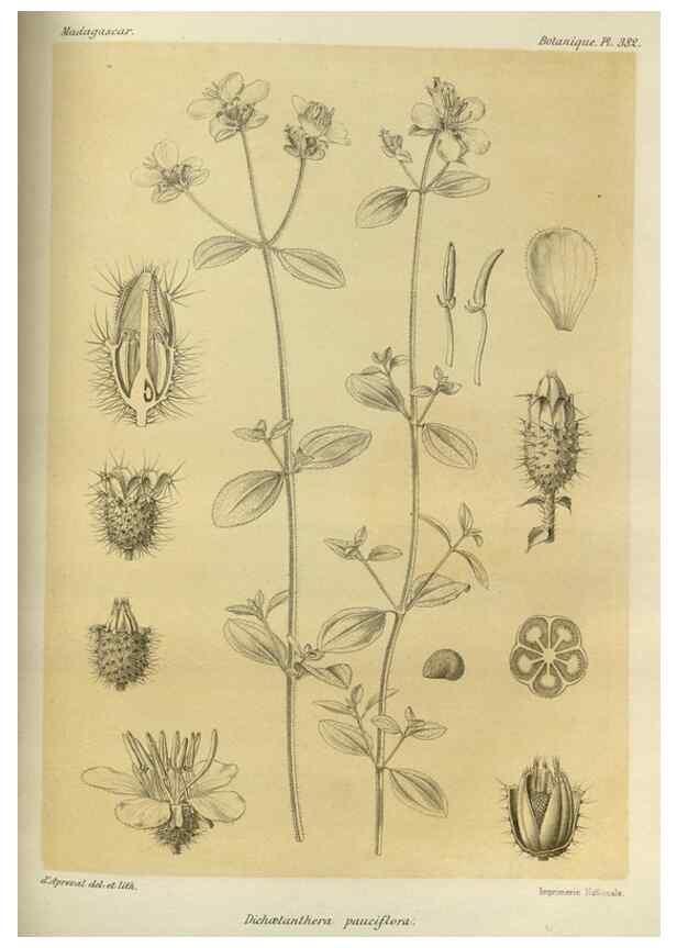 Reproducción/Reproduction 49786067931: Histoire physique, naturelle, et politique de Madagascar. Paris :Impr. nationale,1885-. 