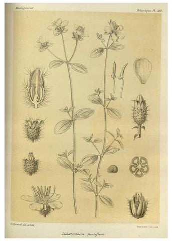 Reproducción/Reproduction 49786067931: Histoire physique, naturelle, et politique de Madagascar. Paris :Impr. nationale,1885-. 