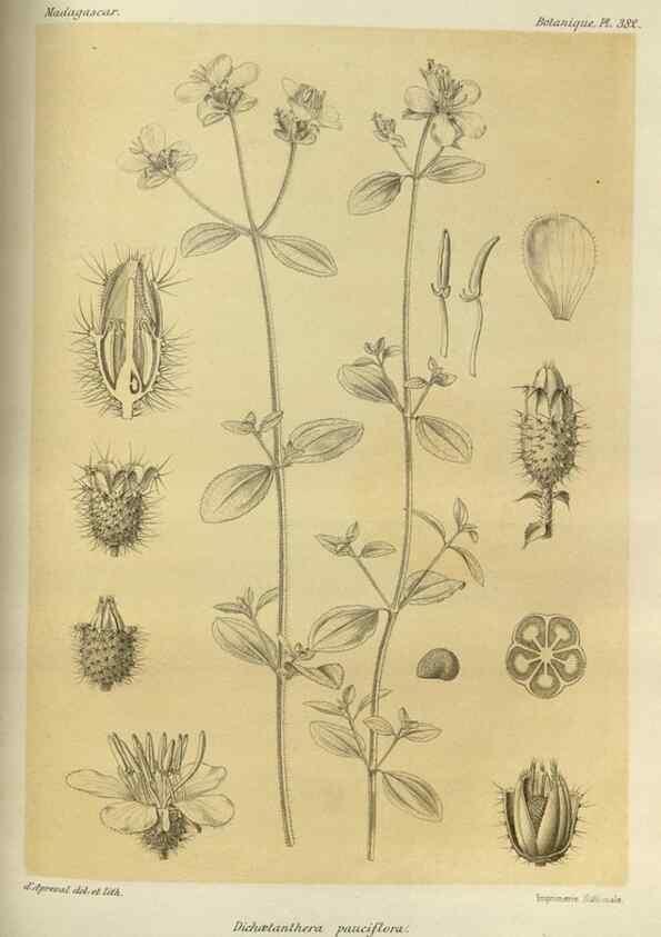 Reproducción/Reproduction 49786067931: Histoire physique, naturelle, et politique de Madagascar. Paris :Impr. nationale,1885-. 