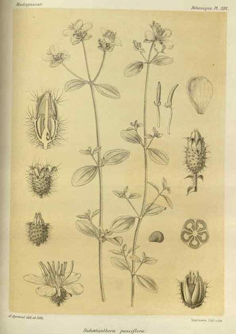 Reproducción/Reproduction 49786067931: Histoire physique, naturelle, et politique de Madagascar. Paris :Impr. nationale,1885-. 