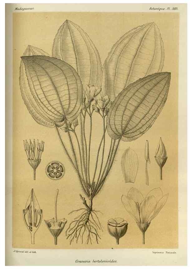 Reproducción/Reproduction 49785529453: Histoire physique, naturelle, et politique de Madagascar. Paris :Impr. nationale,1885-. 