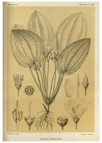 Reproducción/Reproduction 49785529453: Histoire physique, naturelle, et politique de Madagascar. Paris :Impr. nationale,1885-. 