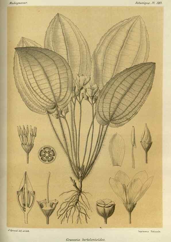 Reproducción/Reproduction 49785529453: Histoire physique, naturelle, et politique de Madagascar. Paris :Impr. nationale,1885-. 