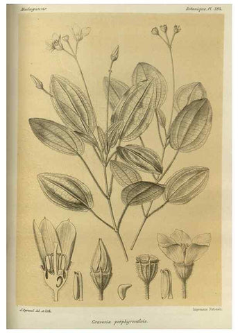 Reproducción/Reproduction 49786068511: Histoire physique, naturelle, et politique de Madagascar. Paris :Impr. nationale,1885-. 