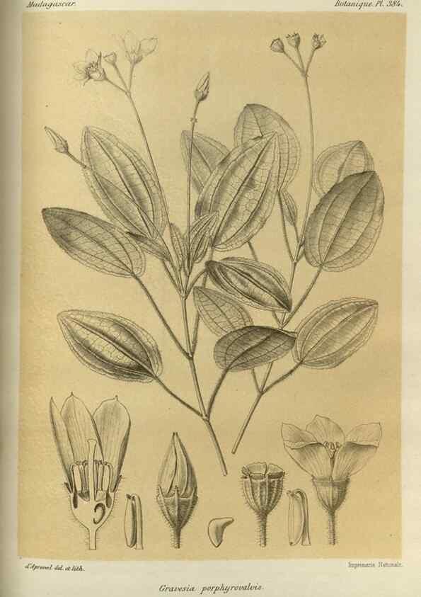 Reproducción/Reproduction 49786068511: Histoire physique, naturelle, et politique de Madagascar. Paris :Impr. nationale,1885-. 