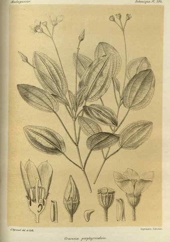 Reproducción/Reproduction 49786068511: Histoire physique, naturelle, et politique de Madagascar. Paris :Impr. nationale,1885-. 