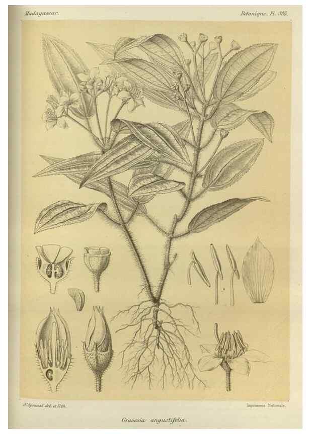 Reproducción/Reproduction 49786387992: Histoire physique, naturelle, et politique de Madagascar. Paris :Impr. nationale,1885-. 