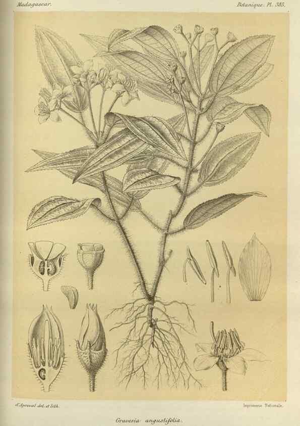 Reproducción/Reproduction 49786387992: Histoire physique, naturelle, et politique de Madagascar. Paris :Impr. nationale,1885-. 