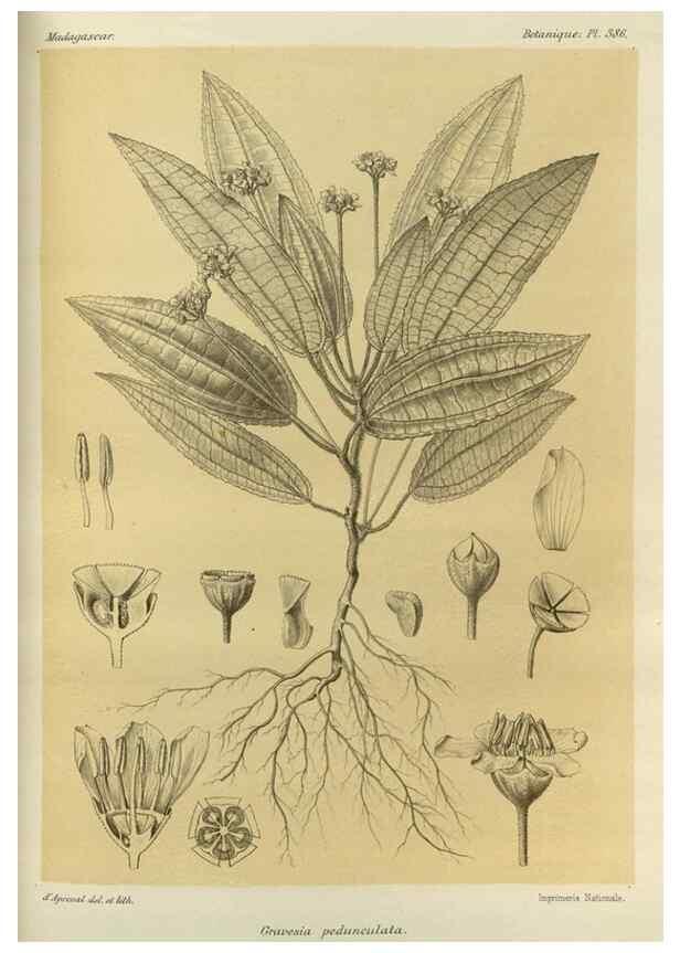 Reproducción/Reproduction 49786388292: Histoire physique, naturelle, et politique de Madagascar. Paris :Impr. nationale,1885-. 
