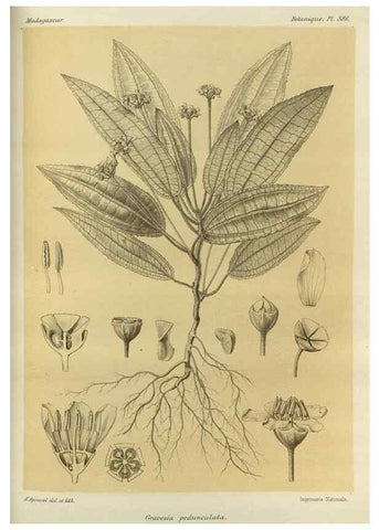 Reproducción/Reproduction 49786388292: Histoire physique, naturelle, et politique de Madagascar. Paris :Impr. nationale,1885-. 