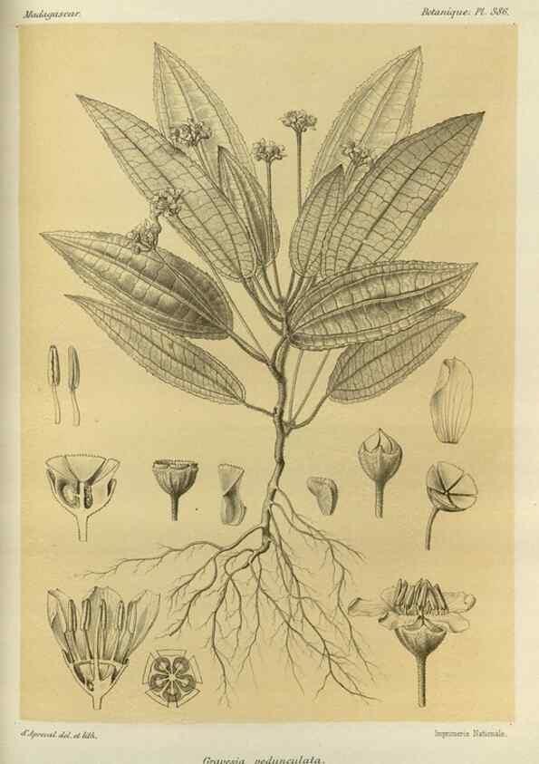 Reproducción/Reproduction 49786388292: Histoire physique, naturelle, et politique de Madagascar. Paris :Impr. nationale,1885-. 