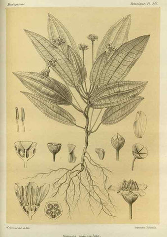 Reproducción/Reproduction 49786388292: Histoire physique, naturelle, et politique de Madagascar. Paris :Impr. nationale,1885-. 