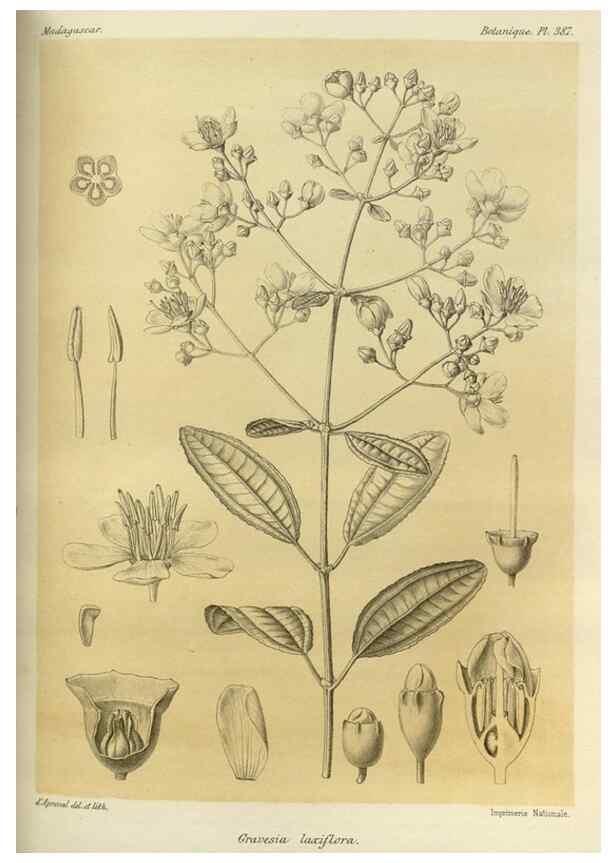 Reproducción/Reproduction 49786069376: Histoire physique, naturelle, et politique de Madagascar. Paris :Impr. nationale,1885-. 