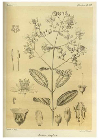 Reproducción/Reproduction 49786069376: Histoire physique, naturelle, et politique de Madagascar. Paris :Impr. nationale,1885-. 