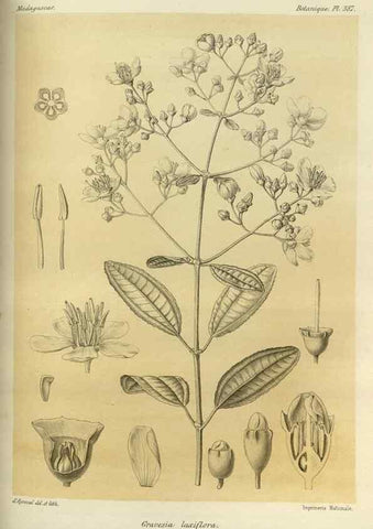 Reproducción/Reproduction 49786069376: Histoire physique, naturelle, et politique de Madagascar. Paris :Impr. nationale,1885-. 