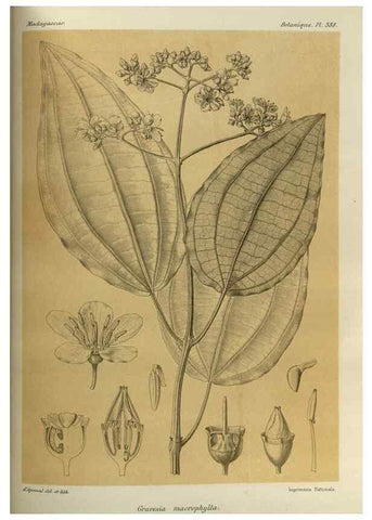 Reproducción/Reproduction 49786069761: Histoire physique, naturelle, et politique de Madagascar. Paris :Impr. nationale,1885-. 