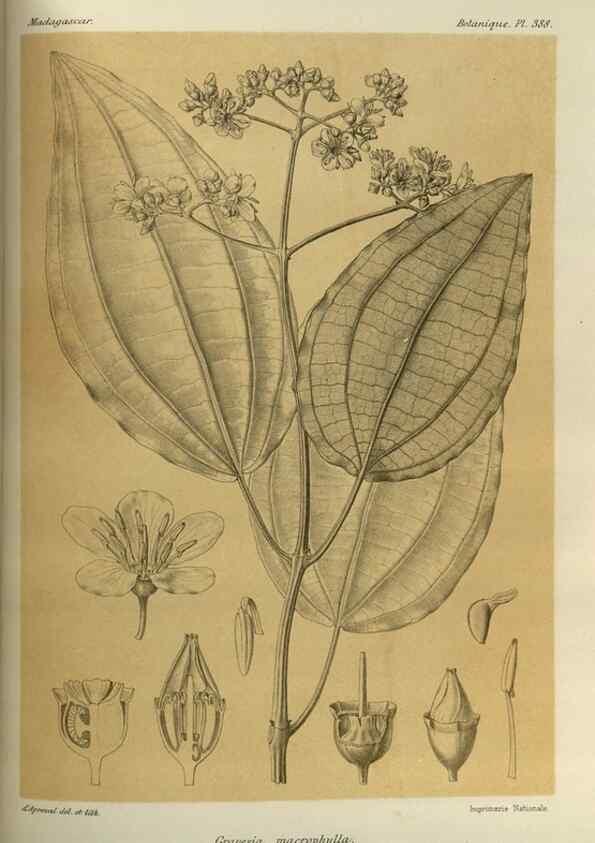 Reproducción/Reproduction 49786069761: Histoire physique, naturelle, et politique de Madagascar. Paris :Impr. nationale,1885-. 