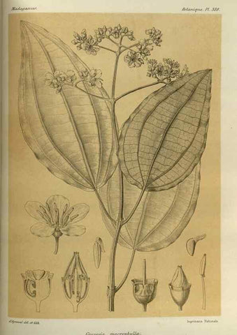 Reproducción/Reproduction 49786069761: Histoire physique, naturelle, et politique de Madagascar. Paris :Impr. nationale,1885-. 
