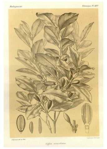 Reproducción/Reproduction 49786423827: Histoire physique, naturelle, et politique de Madagascar. Paris :Impr. nationale,1885-. 