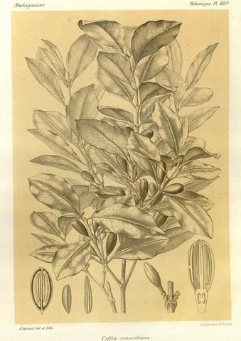 Reproducción/Reproduction 49786423827: Histoire physique, naturelle, et politique de Madagascar. Paris :Impr. nationale,1885-. 