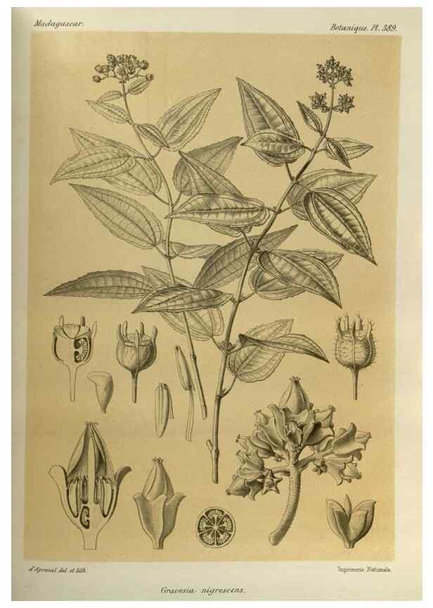 Reproducción/Reproduction 49786389242: Histoire physique, naturelle, et politique de Madagascar. Paris :Impr. nationale,1885-. 