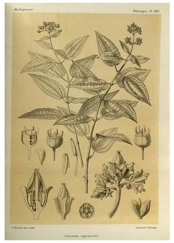 Reproducción/Reproduction 49786389242: Histoire physique, naturelle, et politique de Madagascar. Paris :Impr. nationale,1885-. 