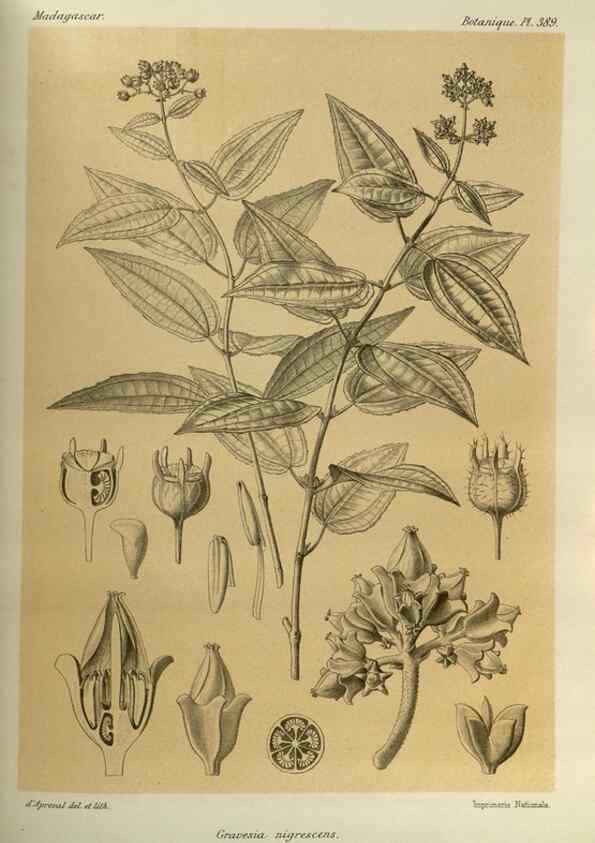 Reproducción/Reproduction 49786389242: Histoire physique, naturelle, et politique de Madagascar. Paris :Impr. nationale,1885-. 
