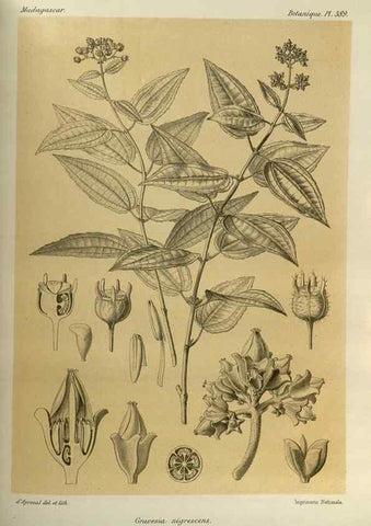 Reproducción/Reproduction 49786389242: Histoire physique, naturelle, et politique de Madagascar. Paris :Impr. nationale,1885-. 