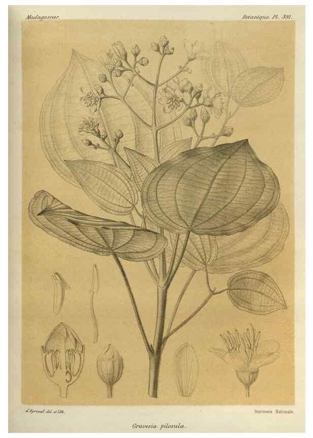 Reproducción/Reproduction 49786389967: Histoire physique, naturelle, et politique de Madagascar. Paris :Impr. nationale,1885-. 