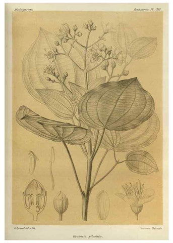 Reproducción/Reproduction 49786389967: Histoire physique, naturelle, et politique de Madagascar. Paris :Impr. nationale,1885-. 