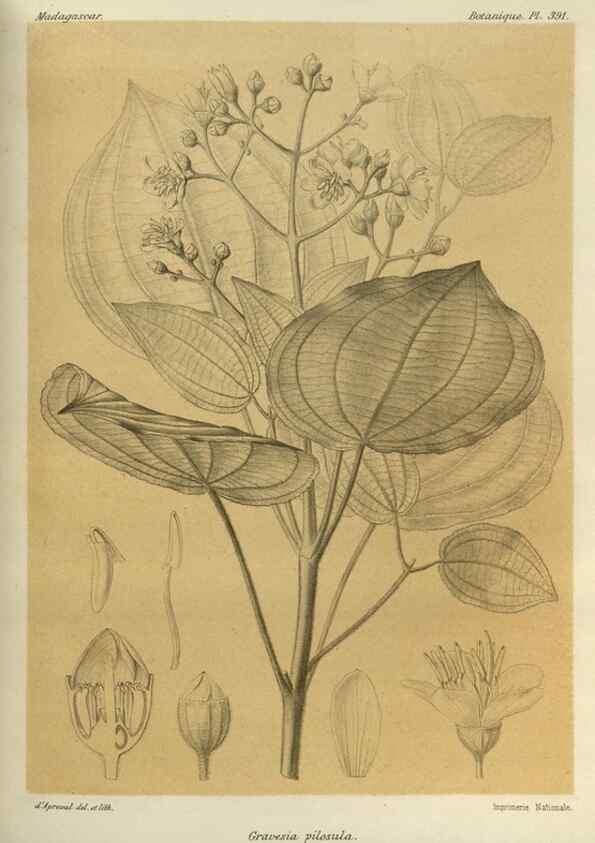 Reproducción/Reproduction 49786389967: Histoire physique, naturelle, et politique de Madagascar. Paris :Impr. nationale,1885-. 