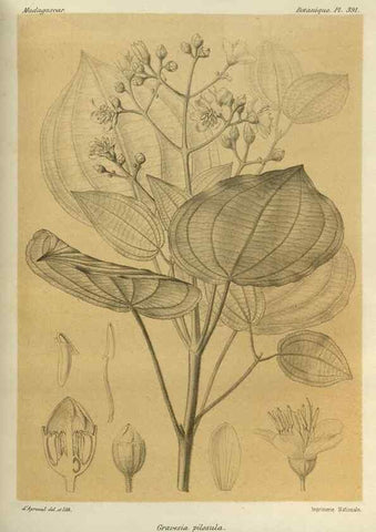 Reproducción/Reproduction 49786389967: Histoire physique, naturelle, et politique de Madagascar. Paris :Impr. nationale,1885-. 