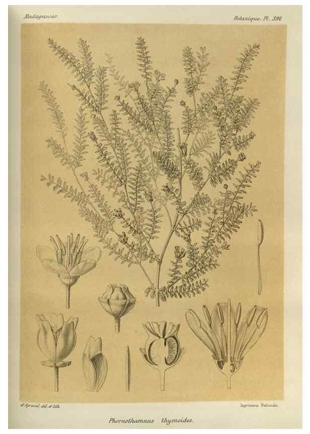 Reproducción/Reproduction 49786390302: Histoire physique, naturelle, et politique de Madagascar. Paris :Impr. nationale,1885-. 