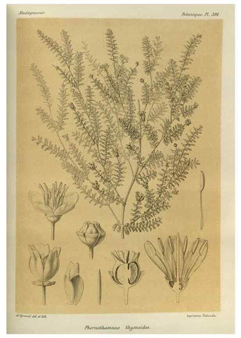 Reproducción/Reproduction 49786390302: Histoire physique, naturelle, et politique de Madagascar. Paris :Impr. nationale,1885-. 