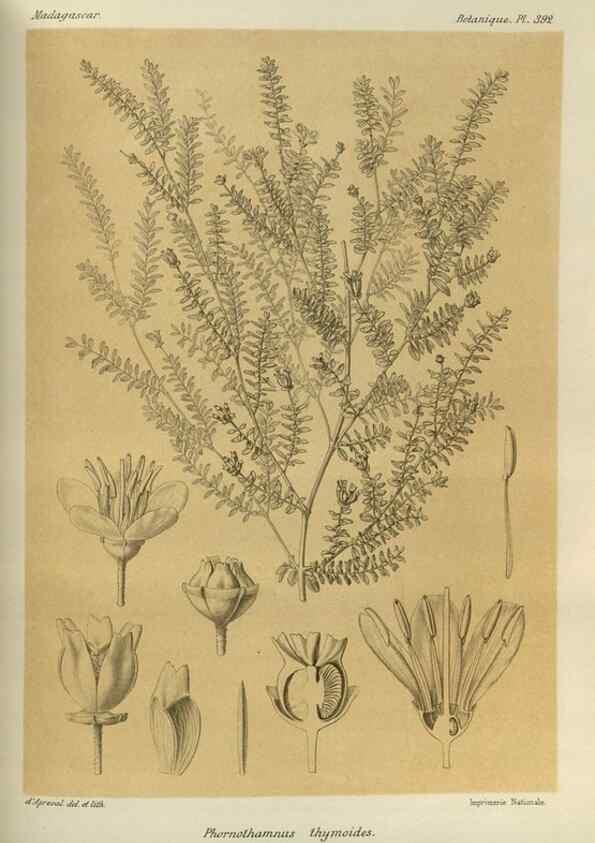 Reproducción/Reproduction 49786390302: Histoire physique, naturelle, et politique de Madagascar. Paris :Impr. nationale,1885-. 