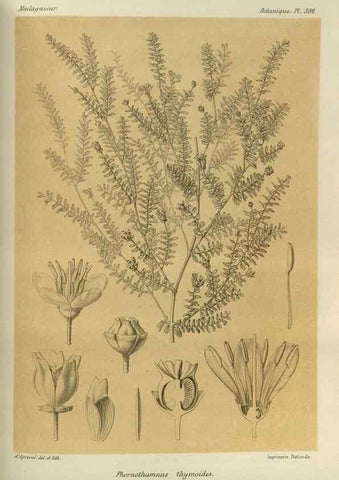 Reproducción/Reproduction 49786390302: Histoire physique, naturelle, et politique de Madagascar. Paris :Impr. nationale,1885-. 