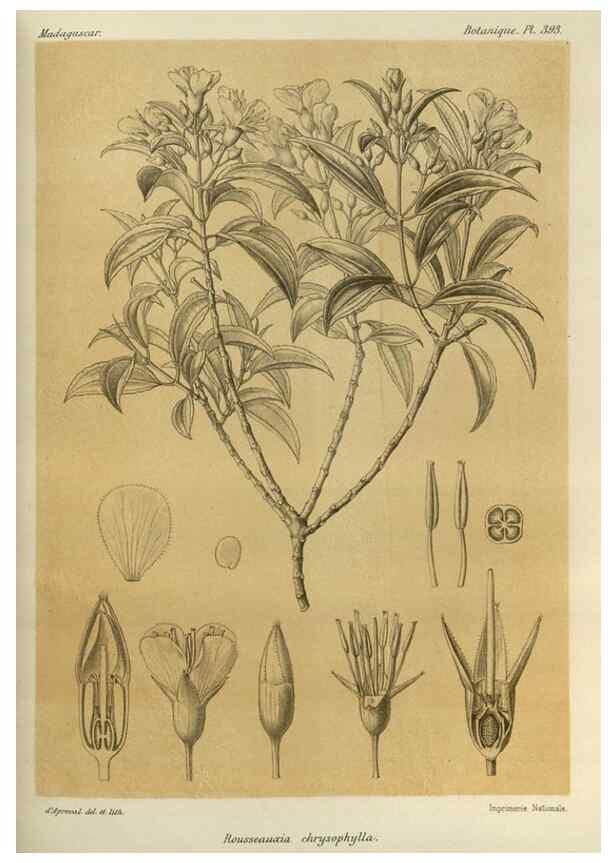 Reproducción/Reproduction 49785532728: Histoire physique, naturelle, et politique de Madagascar. Paris :Impr. nationale,1885-. 