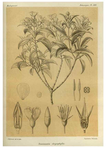 Reproducción/Reproduction 49785532728: Histoire physique, naturelle, et politique de Madagascar. Paris :Impr. nationale,1885-. 