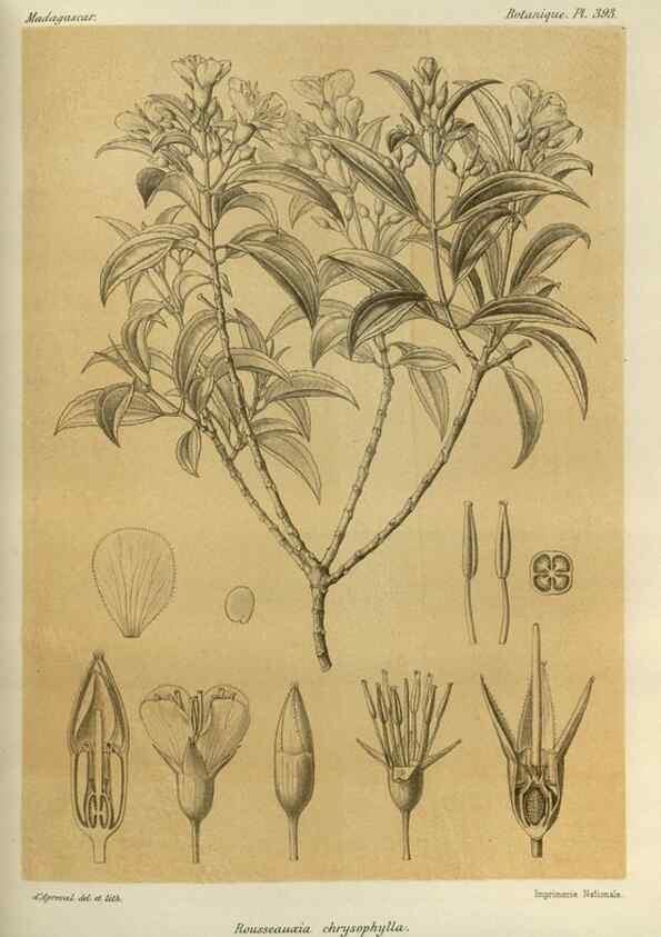 Reproducción/Reproduction 49785532728: Histoire physique, naturelle, et politique de Madagascar. Paris :Impr. nationale,1885-. 