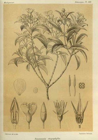 Reproducción/Reproduction 49785532728: Histoire physique, naturelle, et politique de Madagascar. Paris :Impr. nationale,1885-. 