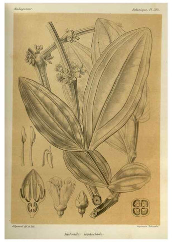 Reproducción/Reproduction 49785533153: Histoire physique, naturelle, et politique de Madagascar. Paris :Impr. nationale,1885-. 