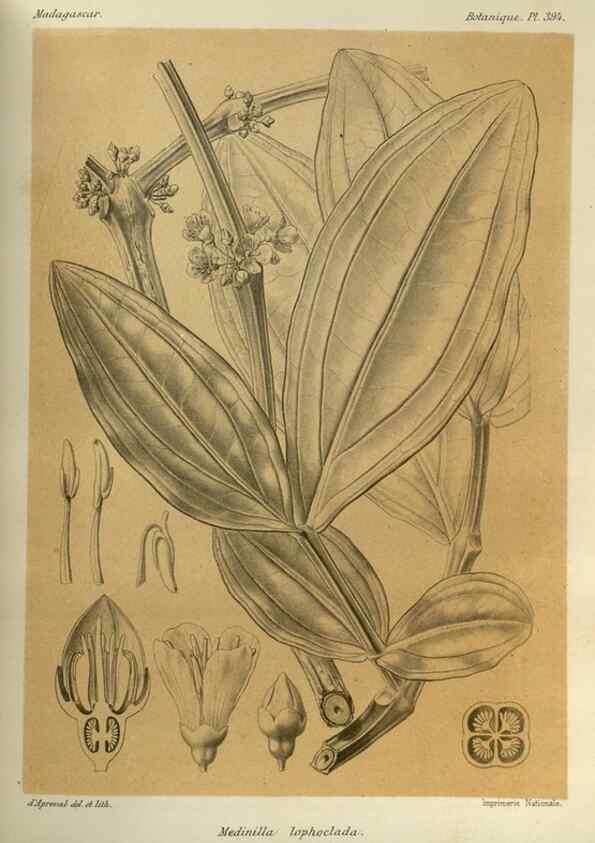 Reproducción/Reproduction 49785533153: Histoire physique, naturelle, et politique de Madagascar. Paris :Impr. nationale,1885-. 