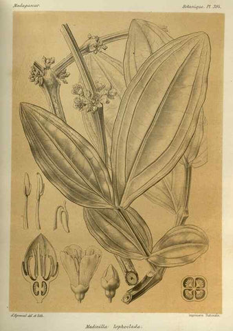 Reproducción/Reproduction 49785533153: Histoire physique, naturelle, et politique de Madagascar. Paris :Impr. nationale,1885-. 