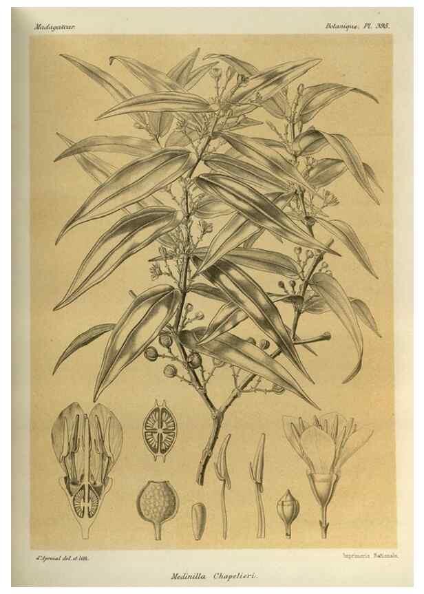 Reproducción/Reproduction 49786071986: Histoire physique, naturelle, et politique de Madagascar. Paris :Impr. nationale,1885-. 