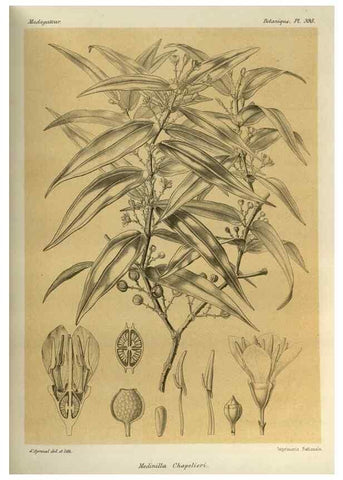 Reproducción/Reproduction 49786071986: Histoire physique, naturelle, et politique de Madagascar. Paris :Impr. nationale,1885-. 