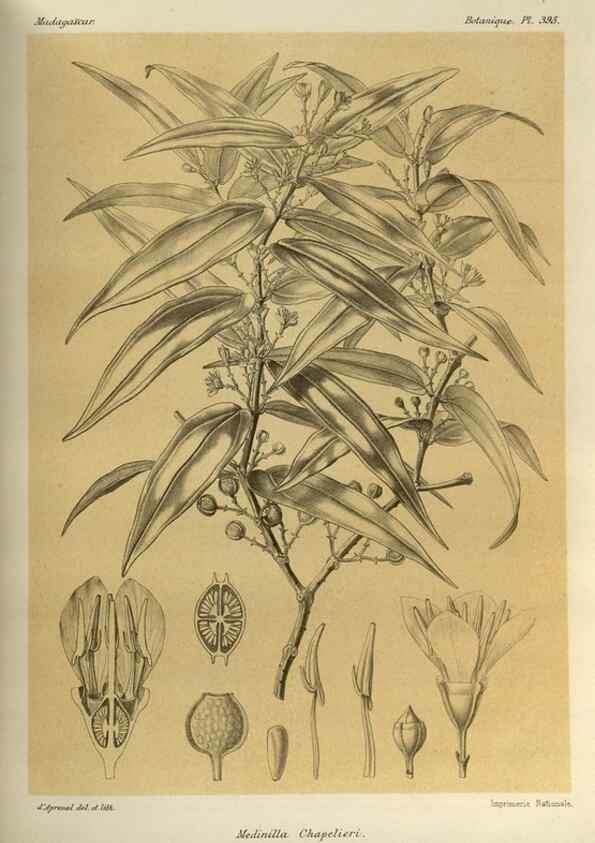 Reproducción/Reproduction 49786071986: Histoire physique, naturelle, et politique de Madagascar. Paris :Impr. nationale,1885-. 
