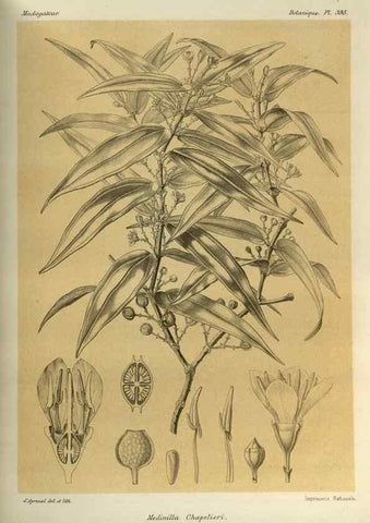 Reproducción/Reproduction 49786071986: Histoire physique, naturelle, et politique de Madagascar. Paris :Impr. nationale,1885-. 